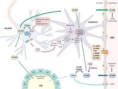 A Crosstalk Between Brain Cholesterol Oxidation and Glucose Metabolism in Alzheimer’s Disease